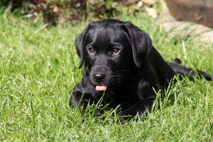 Tess in the garden